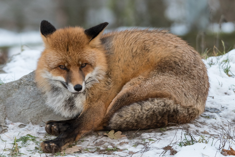 räv, carnivore, fur, forest, lying, Animals, canine, d500, Zoo, animal, Sweden, nature, coated, brown, fox, mammal, Stockholm, 4K, red Fox, animals In The Wild