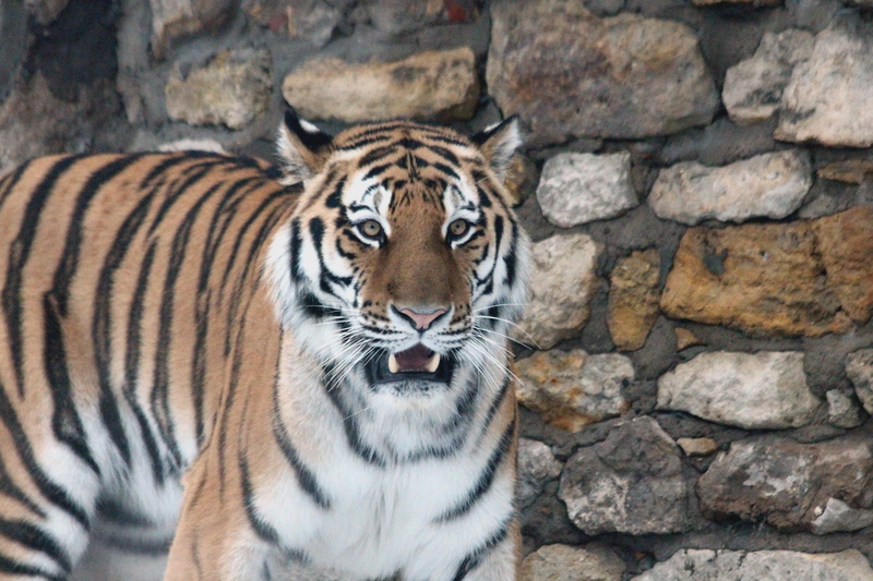animal themes, Tiger, aggression, whisker, carnivora, animals In The Wild, cat, animal, mammal, Tiger, wild cat, portrait, closeup, Predator, beast, feline
