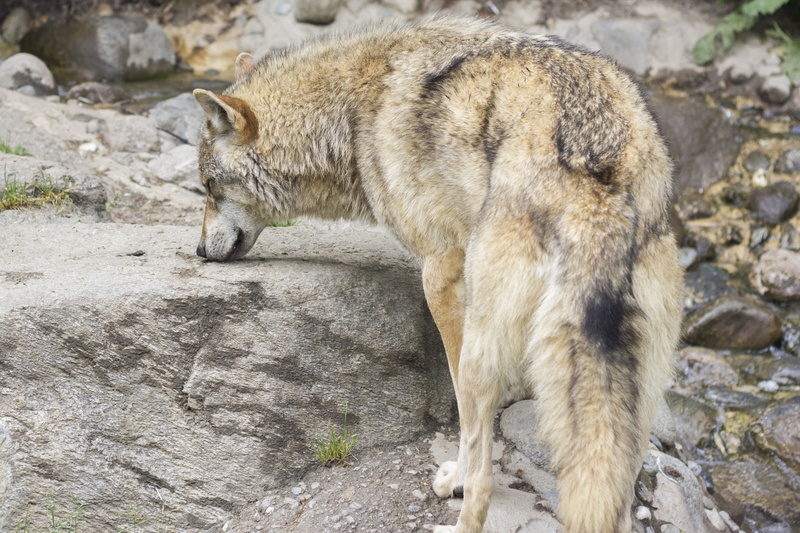 side view, animal wildlife, natural Land State, wolfhund, fur, canine, irish Wolfhound, european wolf, solid, wildlife, standing, wild animal, nature, natural Beauty