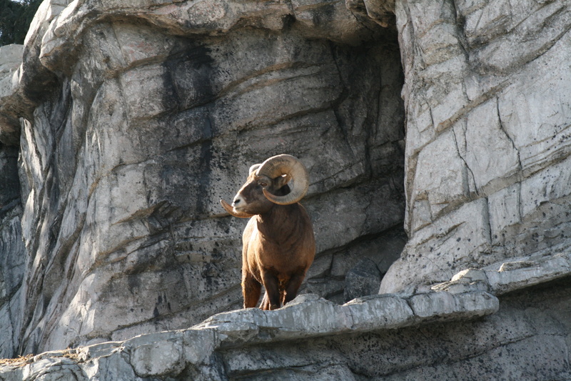 wildlife, mountain, domestic animals, looking, herbivorous, low angle view, wall - building feature, no people, canada, sheep, zoo, vertebrate, animal wildlife