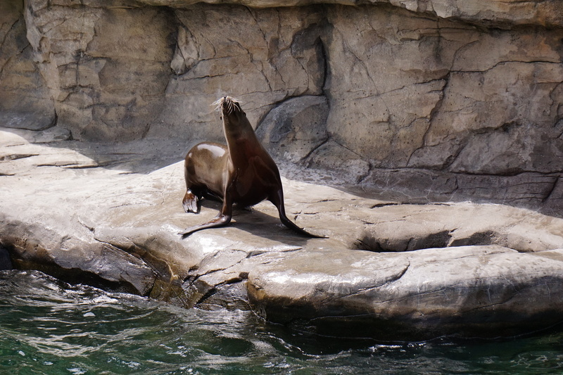 rock, posing, one animal, rock - object, water creature, lazing around, animals in the wild, zoo, water, nature, meeresbewohner, head, sea lion, robbe