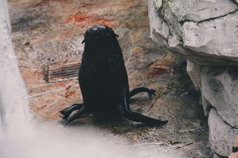 zoo, rock - object, black color, stone wall, seal, animal themes, deutschland, day, blood, mammal, frankfurt am main, no people, outdoors, animal body part