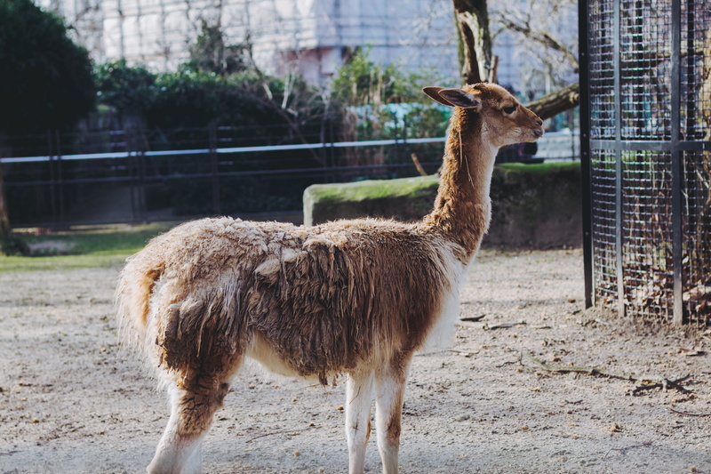 antelope, livestock, snout, one animal, animals in the wild, 5K, pets, deer, no people, zoo, peacock, day, kneeling, nature, alpaca, domestic animals