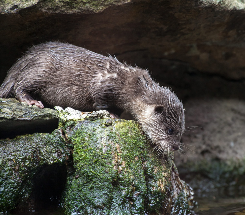 wet, 2K, nature, animal themes, no people, rat, rock - object, vertebrate, otter, textured, focus on foreground, flora, stone, animals in the wild, wildlife