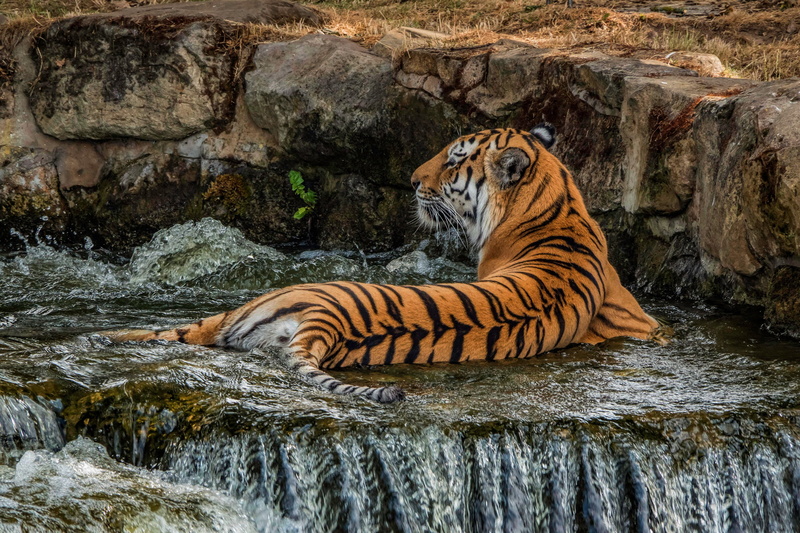 lies, 2K, tiger, slacking, Jacuzzi, stones, wild cat, bathing, back, pose, waterfall, zoo, nature
