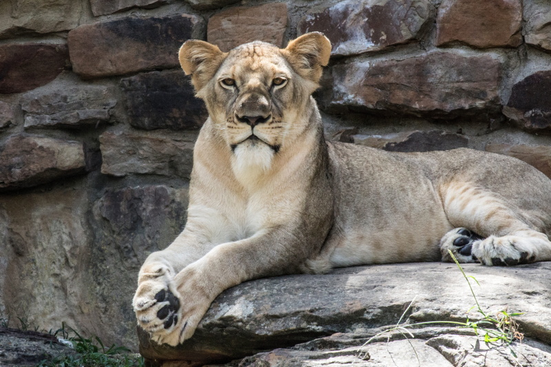 no people, lion - feline, animal themes, 5K, mammal, undomesticated cat, zoo, vertebrate, forest, wildlife, stone wall, rocks, animal, rock - object, feline