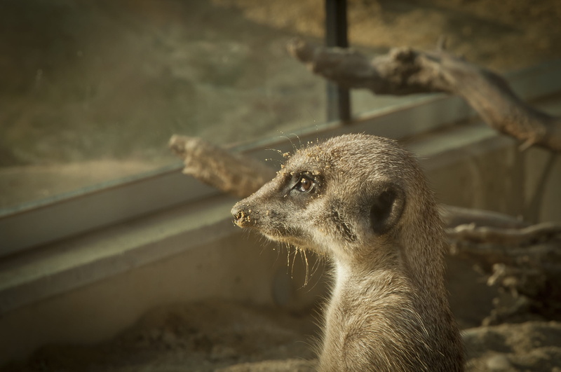 cute, vertebrate, animals in the wild, animal body part, one animal, mammal, zoo, animal, focus on foreground, animal portrait, Meerkat, africa, alertness