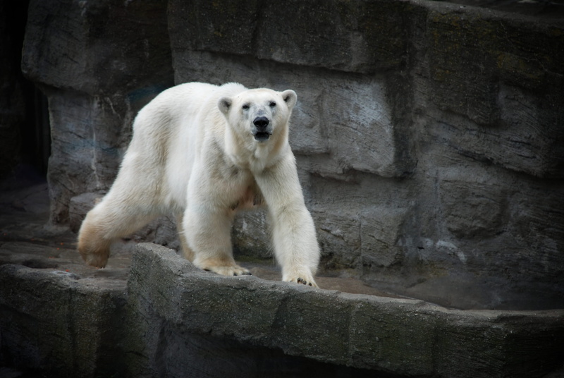 looking, black eye, one animal, claw, animals in the wild, animal, vertebrate, architecture, animals in captivity, concrete, sidewalk, polar bear, infrastructure