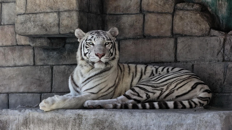 animal wildlife, feline, 1080P, white tiger, wall, one animal, vertebrate, relaxation, tiger, stone wall, animal themes, mammal, no people, cat, animal