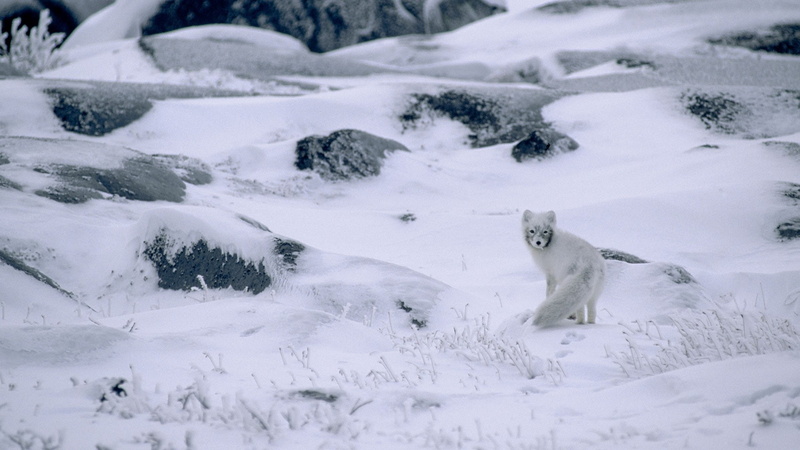animals, animal wildlife, no people, nature, survival, camouflage, vertebrate, cold temperature, outdoors, stones, 1080P, day, bear, snow, purity, plants