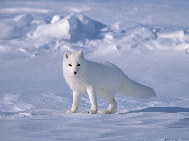 white color, snow, cold temperature, looking at camera, vertebrate, Fox, animals in the wild, polar bear, no people, frozen, animal themes, mammal, foxes