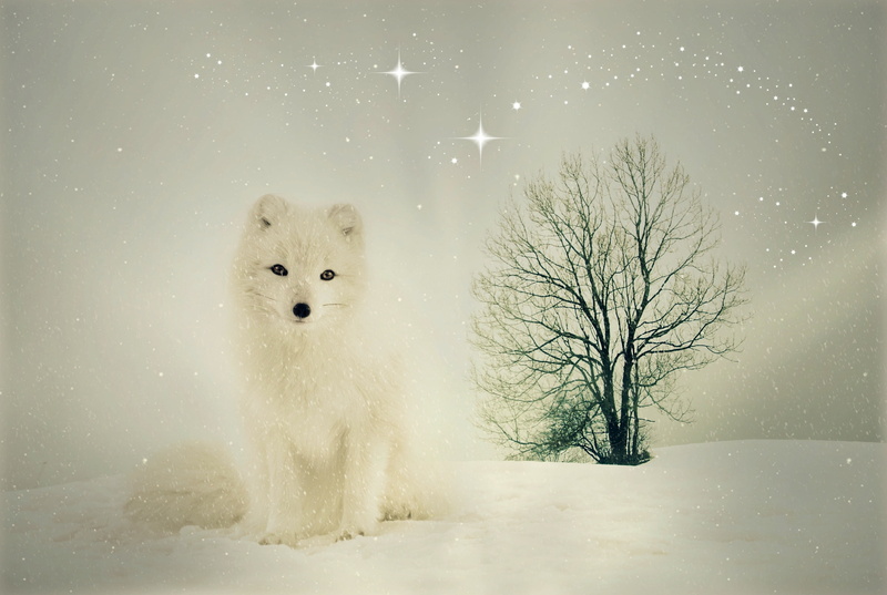 mammal, snowing, tree, outdoors, one animal, environment, snowflake, animal themes, nature, looking at camera, white color, ice, Arctic fox, Winter, Fuchs