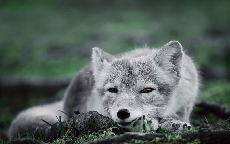 Dogs, Arctic Fox, 1080P, Polar Fox