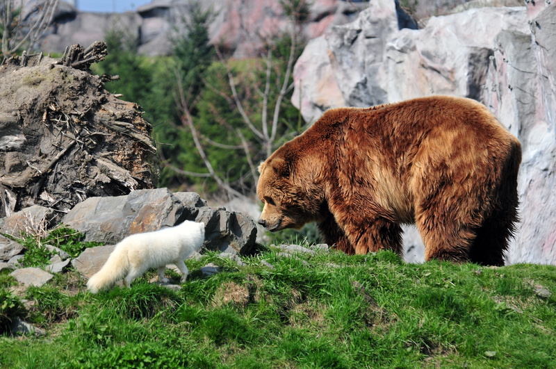 animal themes, group of animals, endangered Species, wilderness Area, animals In The Wild, large, carnivore, animal, domestic animals, fox, grass, bear