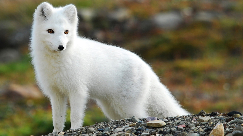 animals, nature, fox, 1080P, arctic fox