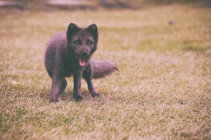 black Color, polar fox, animal themes, land, animal, selective focus, wonder, fox, day, 5K, fur, portrait, black, puppy, friendship, grass, shepherd, field