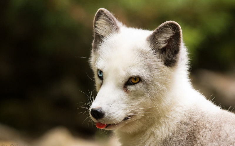 animals, fox, arctic fox, 1080P