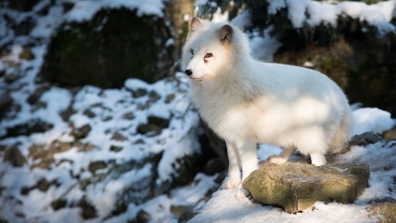 outdoors, snow, no People, one Animal, rock - object, animal wildlife, sled Dog, fur, standing, winter, domestic Animals, polar fox, rock, puppy, white