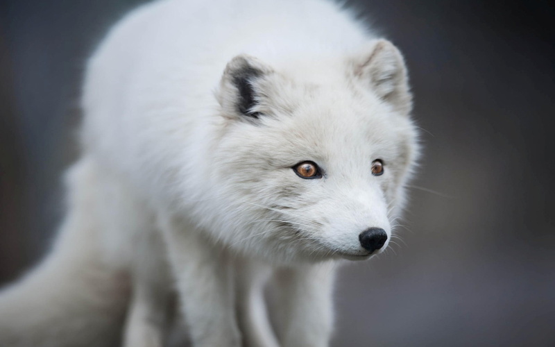 arctic fox, 1080P, nature, fox, animals