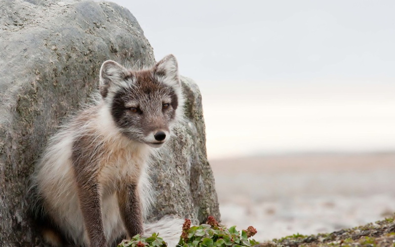rock, one animal, outdoors, day, Stone, no people, animal wildlife, animals in the wild, Fox, portrait, sitting, focus on foreground, looking at camera
