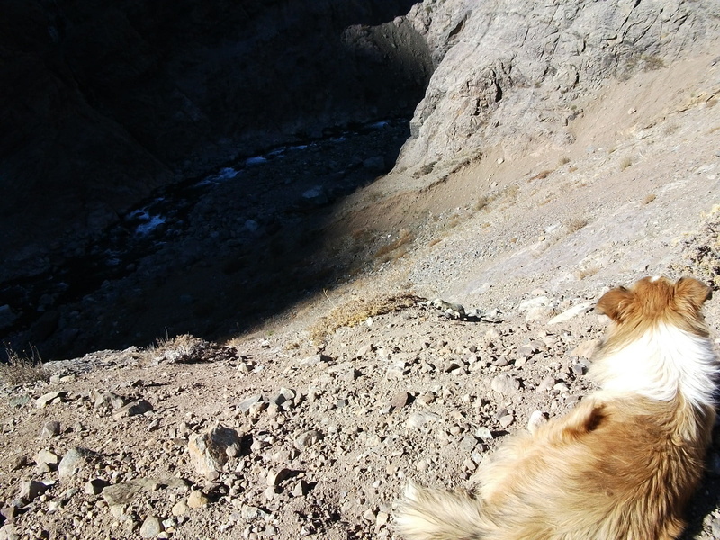 no people, one animal, animal head, sand, beach, dog, rock, canine, land, day, hair, landscape, pets, animal themes, medium, high angle view, outdoors