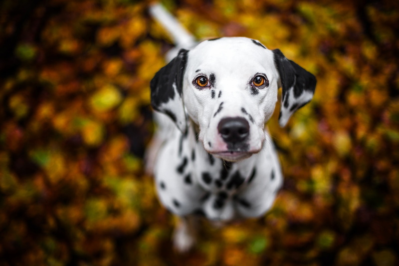 animals, canine, domestic animals, white, leaf, mammal, one animal, 1080P, outdoors, close-up, change, portrait, depth of field, pets, day, animal head