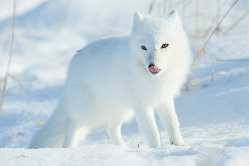 pets, arctic, mouth open, animals in the wild, animal, animal wildlife, nature, white color, foxes, land, day, no people, snow, outdoors, animal themes