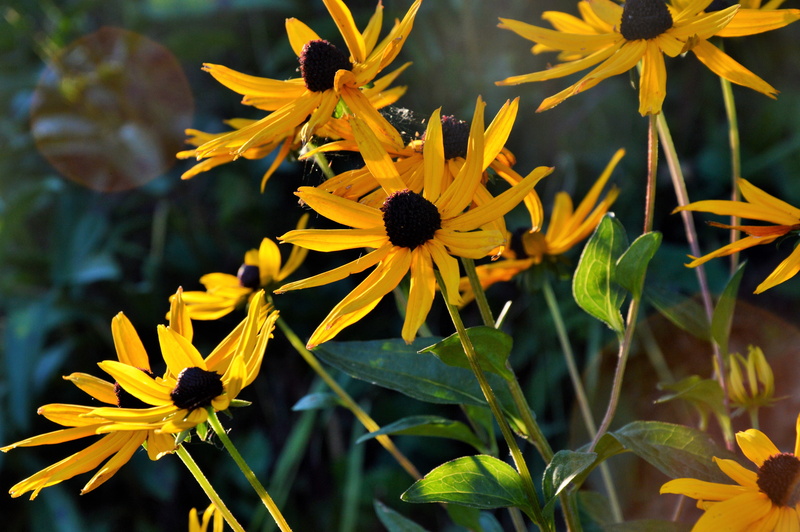 bloom, blossom, yellow, plant part, outdoors, flowering plant, sunshine, flower head, leaves, growth, garden, freshness, green, green color, no people