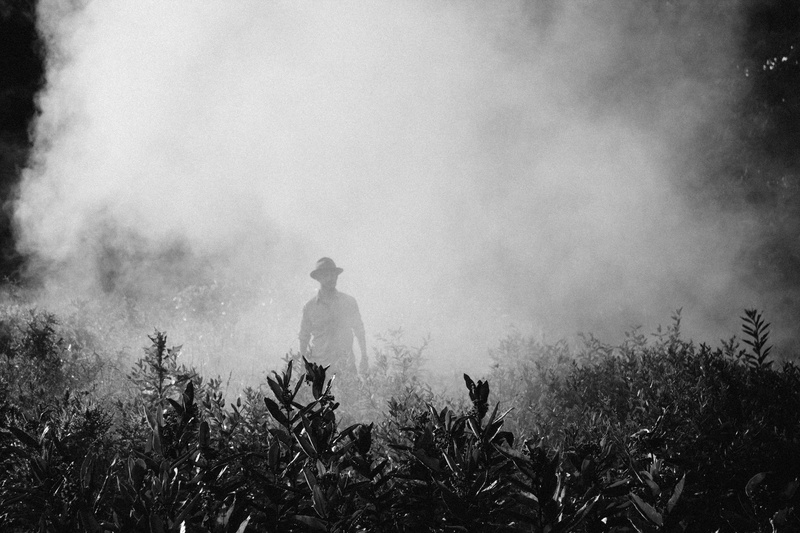 three quarter length, smoke - physical structure, 5K, one person, leaves, outdoor, wit, bandw, mysteriou, growth, plant, covered, field, men, adult, smoke