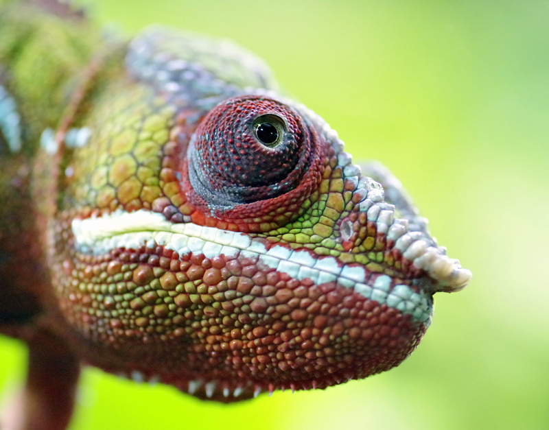 outdoors, poisonous, no people, animal themes, vertebrate, day, rainforest, animal, focus, animal head, eye, the mouth of the, animal scale, gad, charmeleon