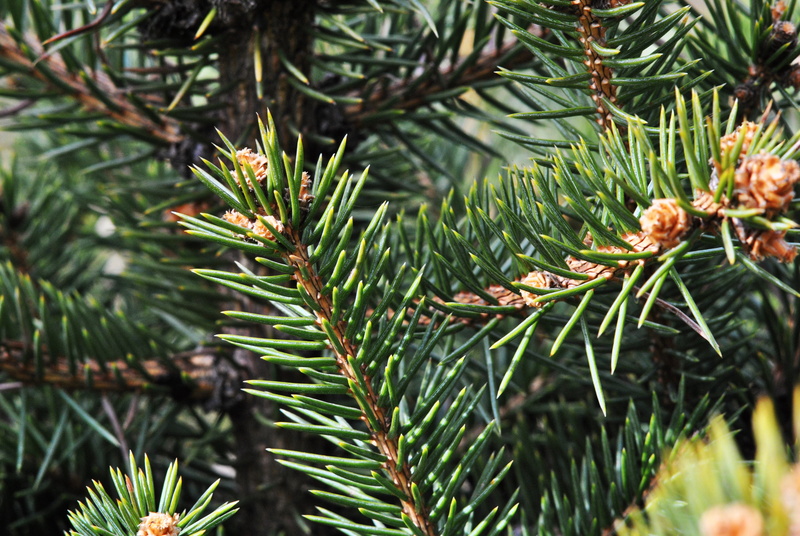 fir tree, outdoors, tranquility, leaf, tree, branch, bough, leaves, day, pine tree, green color, pines, pinaceae, peacefull, no people, growth, green, beauty in nature