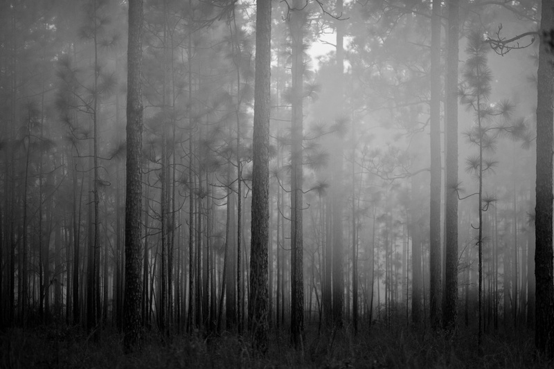 beauty in nature, non-urban scene, plant, changing form, tranquil scene, tree, monochrome, no people, mist, evergreen tree, grass, nature, pine woodland