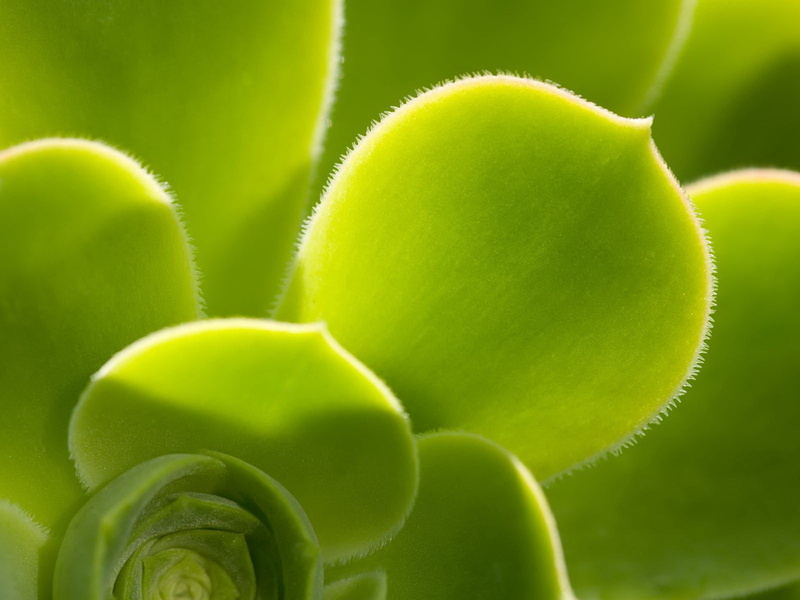 tennis ball, healthy eating, outdoors, nature, plant, group, freshness, food, cactus, close-up, green, succulent, group of objects, thorn, aloe, back lit