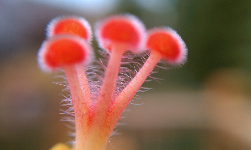 close-up, focus on foreground, form, 2K, beauty In Nature, day, flower Head, flower, mushroom, season, vulnerability, nature, plant stem, no people, outdoors