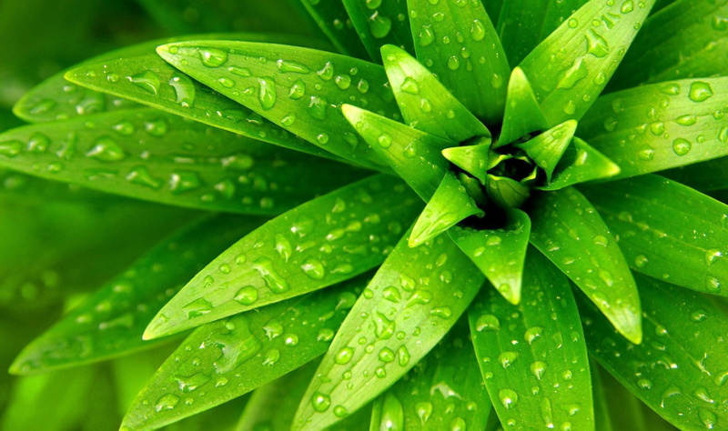 1080P, macro, drop, abstract, outdoors, water, herb, green Color, lush Foliage, drops, environment, day, green, beauty In Nature, bright, freshness, growth