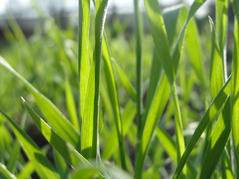 plant part, outdoors, vibrant Color, drop, freshness, form, focus on foreground, summer, 2K, day, selective focus, season, dew, field, green Color, springtime