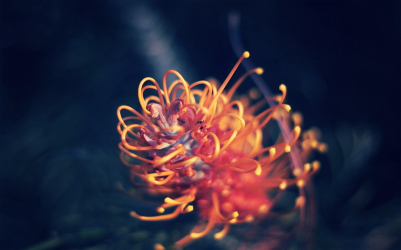 marine, fire - Natural Phenomenon, backgrounds, pollen, wreath, petal, burning, yellow, light, macro, flower head, outdoors, form, heat - Temperature, black Color