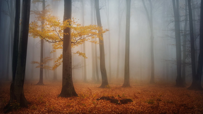 woodland, hazy, 2K, changing form, autumn, beauty in nature, of nature download 2560x1440, non-urban scene, tranquil scene, environment, plant, change