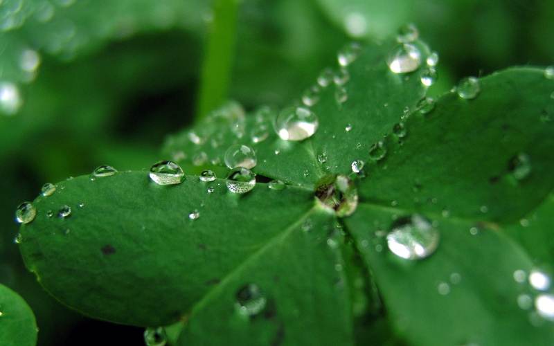 1080P, close-up, condensation, plant, plant part, selective focus, growth, summer, no People, drops, purity, form, freshness, environment, leaves, dew