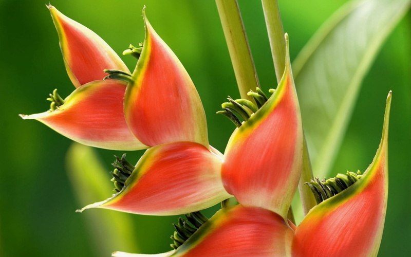 day, growth, fragility, flower head, botany, plant part, nature, vulnerability, paradise, beauty in nature, birds, form, inflorescence, no people, carved