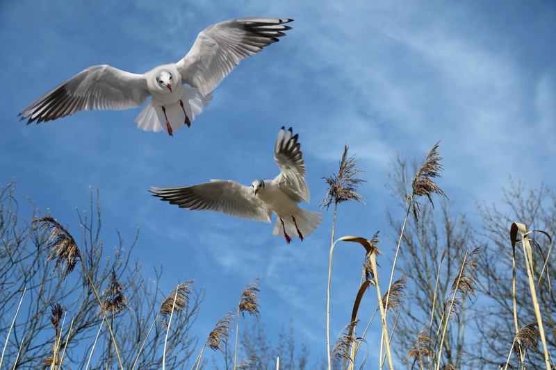 bird, flying, group of animals, water bird, two animals, animal wildlife, motion, flight form, locomotion, grasses, plumage, fly, animals in the wild, cloud - sky