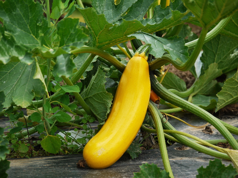 fruit, high angle view, cultivation, no people, ripe, outdoors, plant part, squashes, crop, vegetables, yellow, pumpkin, cucurbitaceae, undemanding, leaf