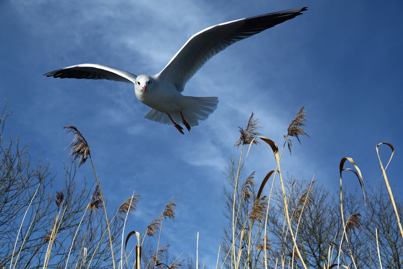 low, water bird, wildlife, one animal, reed, low angle view, plant, cloudiness, bill, landscape, marsh plant, no people, 5K, bird flight, blue, spread wings