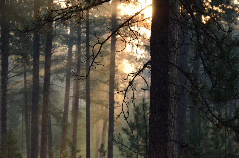tranquil scene, power in nature, plantation, outdoors, amh, lightrays, scenics - nature, twilight, morning, environment, forest, southdakota, trees, black hills