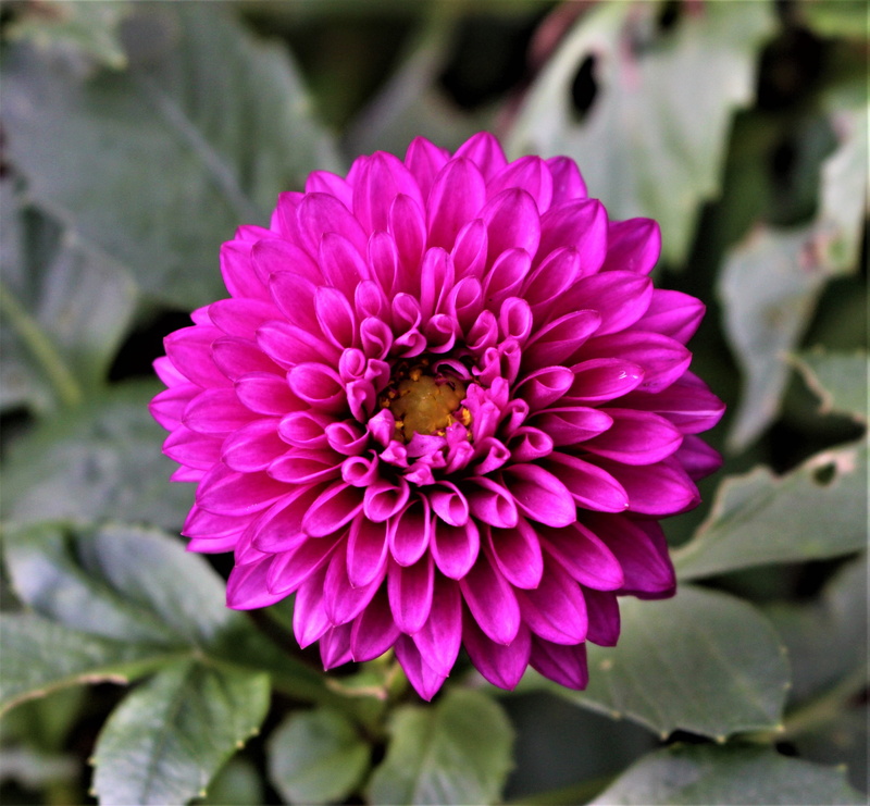 focus on foreground, fragility, vulnerability, floral splendor, flowers, dahlia, pollination, garden, close-up, beauty in nature, beauty, closeup, growth