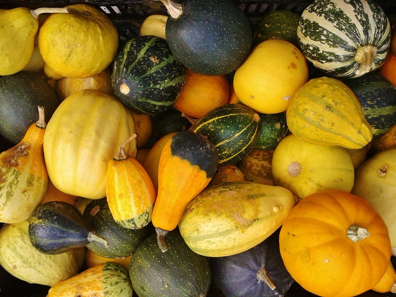 botany, diversity, fruit, gourd, decoration, green, for sale, still life, mix, large group of objects, decorative, autumn, pumpkins, healthy eating, choice