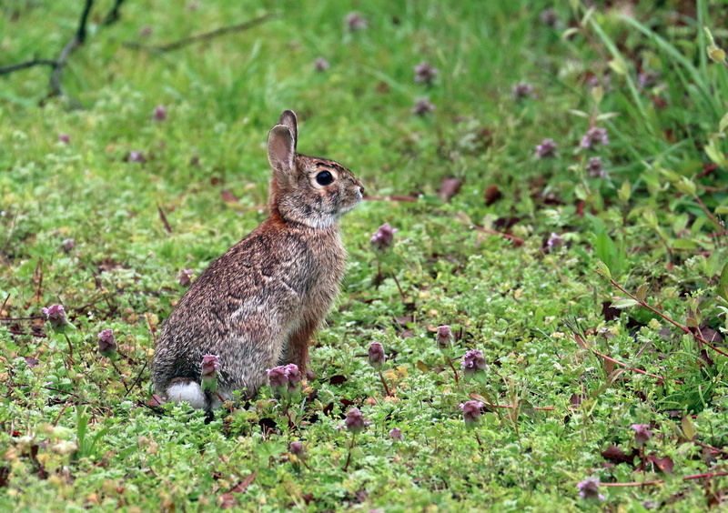 animal themes, profile view, grass, day, land, focus on foreground, rodent, green color, animal, outdoors, wildlife, nature, herbivorous, thumper, animal wildlife