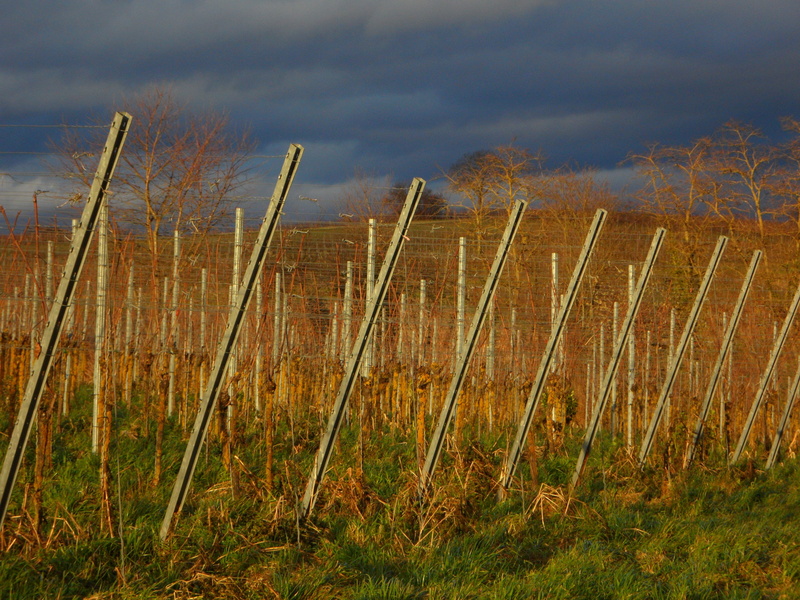 winemaker, series, social issues, environment, lighting, non-urban scene, agriculture, plant, day, scenics - nature, wine, tranquil scene, nature, outdoors