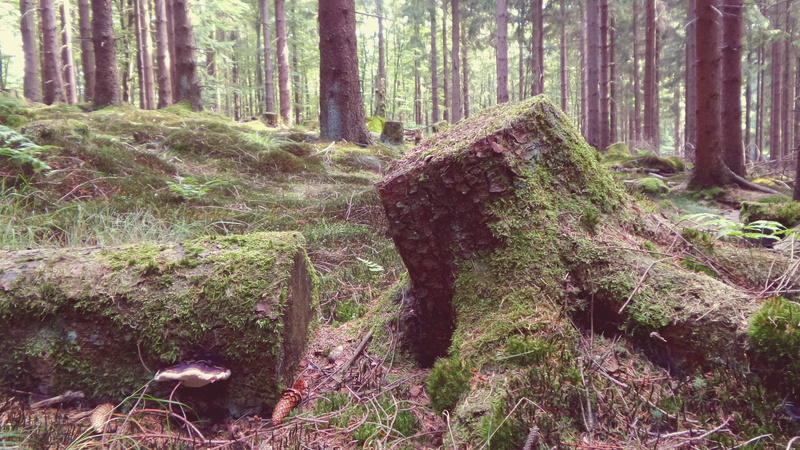 no people, rainforest, green, scenics - nature, moss covered, tree support, nature, Forest, growth, tranquility, tree, woodland, 2K, overgrown, green plant