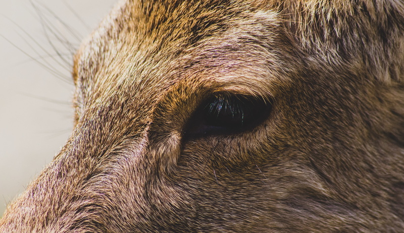 asleep, day, fur, animal body part, animals in the wild, coated, animal eye, animal, wildlife, canine, elk, animal nose, snout, beagle, puppy, eye, domestic